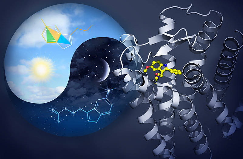 The sleep-promoting hormone melatonin (shown as a constellation in the night sky) is synthesized at night from serotonin (shown as a kite).
